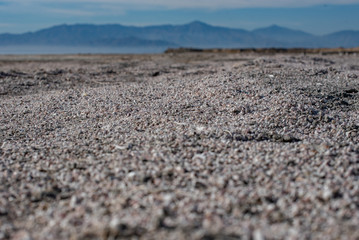 Salton Sea Bones