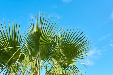  Palm tree against a blue cloudy sky in daylight.