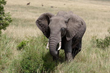 Fototapeta na wymiar African elephant on the Masai Mara, Kenya, Africa