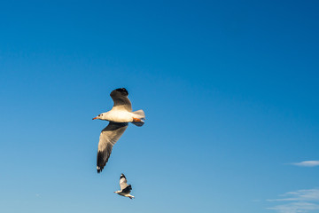 Obraz premium Seagull in the blue sky
