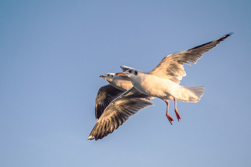 Seagull in the blue sky