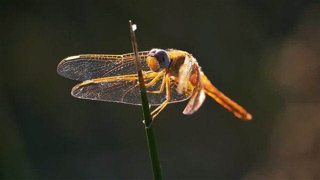 Odonata, Ruddy darter. (Sympetrum sanguineum)