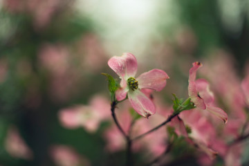 closeup of pink dogwood flower in the spring