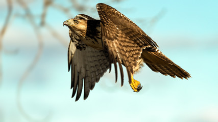 Red Tailed hawk in flight