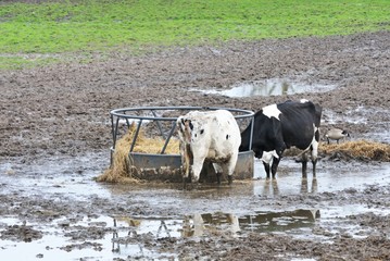 Cows in Mud