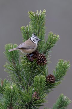 Crested tit (Lophophanes cristatus), sits on cone of Mountain pine (Pinus mugo), with seed in beak, biosphere area Swabian Alb, Baden-Wurttemberg, Germany, Europe
