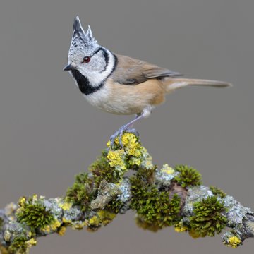 Crested tit (Lophophanes cristatus), sits on a branch with moss and lichens, biosphere area Swabian Alb, Baden-Wurttemberg, Germany, Europe