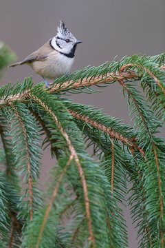Crested tit (Lophophanes cristatus), sits on spruce branch, biosphere area Swabian Alb, Baden-Wurttemberg, Germany, Europe
