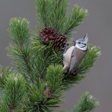 Crested tit (Lophophanes cristatus), sits on cone of Mountain pine (Pinus mugo), with seed in beak, biosphere area Swabian Alb, Baden-Wurttemberg, Germany, Europe