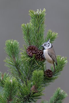 Crested tit (Lophophanes cristatus), sits on cone of Mountain pine (Pinus mugo), biosphere area Swabian Alb, Baden-Wurttemberg, Germany, Europe