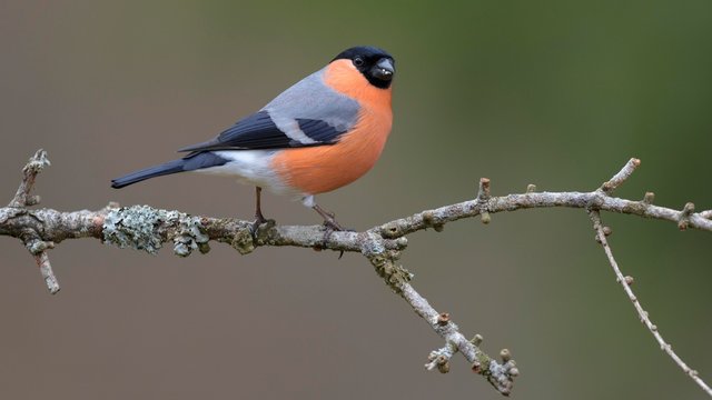 Eurasian bullfinch (Pyrrhula pyrrhula), male, sitting on a branch with lichens, biosphere area Swabian Alb, Baden-Wurttemberg, Germany, Europe