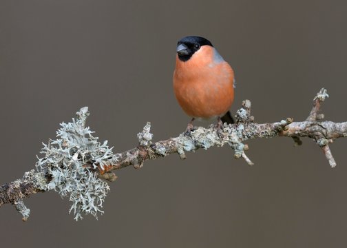 Eurasian bullfinch (Pyrrhula pyrrhula), male, sitting on a branch with lichens, biosphere area Swabian Alb, Baden-Wurttemberg, Germany, Europe