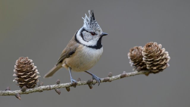 Crested tit (Lophophanes cristatus), sits on Larches branch (Larix) with cone, biosphere area Swabian Alb, Baden-Wurttemberg, Germany, Europe