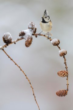 Crested tit (Lophophanes cristatus), sits on Larches branch (Larix) with snow-covered cones, biosphere area Swabian Alb, Baden-Wurttemberg, Germany, Europe