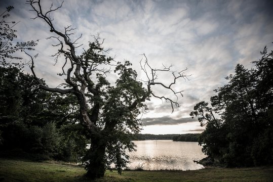 Old chestnut (Castanea sativa), sunset, fjord near Lorient, Brittany, France, Europe