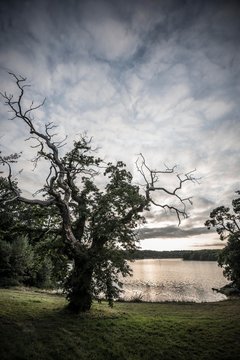 Old chestnut (Castanea sativa), sunset, fjord near Lorient, Brittany, France, Europe