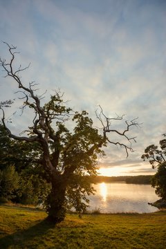 Old chestnut (Castanea sativa), sunset, fjord near Lorient, Brittany, France, Europe