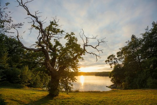 Old chestnut (Castanea sativa), sunset, fjord near Lorient, Brittany, France, Europe