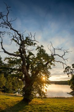 Old chestnut (Castanea sativa), sunset, fjord near Lorient, Brittany, France, Europe