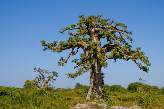 African baobab (Adansonia digitata), Dakar region, Senegal, Africa
