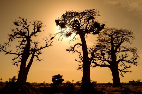 Silhouettes of African baobabs (Adansonia digitata), Dakar Region, Senegal, Africa