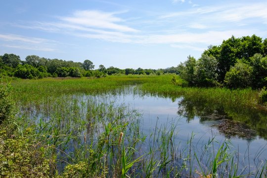 Wetland Ulcinjska solana, near Ulcinj, Montenegro, Europe