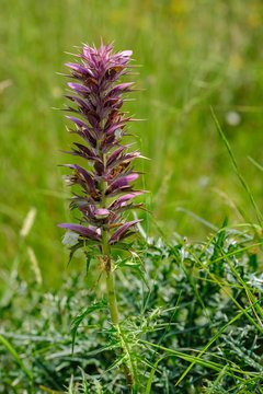 Acanthus spinosus (Acanthus spinosus), Montenegro, Europe