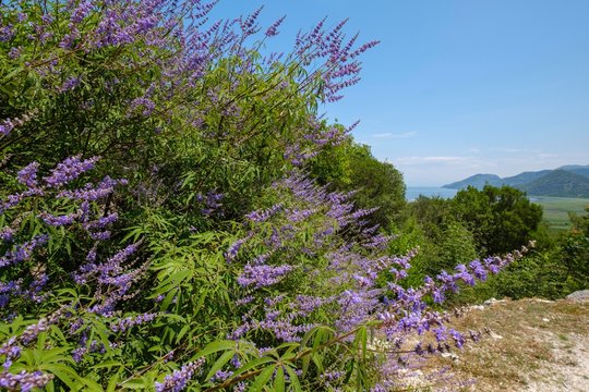 Chaste tree (Vitex agnus-castus), Lake Skadar National Park, Montenegro, Europe