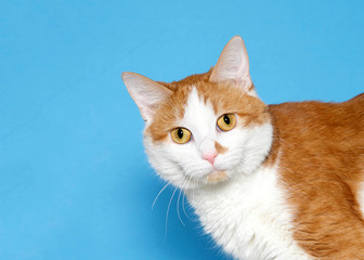 Close up portrait of an adorable orange and white tabby cat with golden yellow eyes looking sideways at viewer with curious expression. Blue background with copy space.