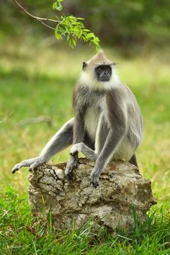 Tufted gray langur (Semnopithecus priam), sitting on stone, Bundala National Park, Sri Lanka, Asia