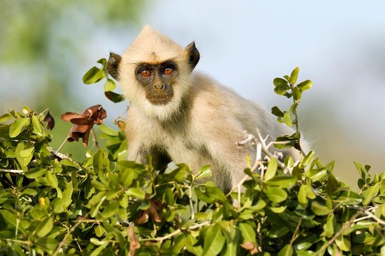 Tufted gray langur sitting in bush, Bundala National Park