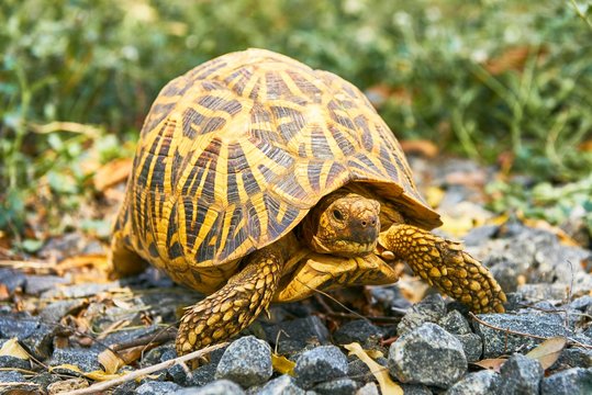 Indian Star Tortoise (Geochelone elegans), Yala National Park, Southern Province, Sri Lanka, Asia