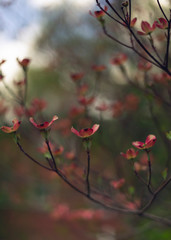 closeup of pink dogwood flower