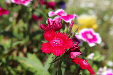 Dianthus Flor