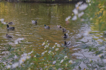 ducks swimming in a park pond on a spring afternoon with flowers in the foreground