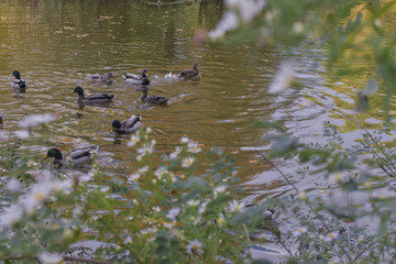 ducks swimming in a park pond on a spring afternoon with flowers in the foreground