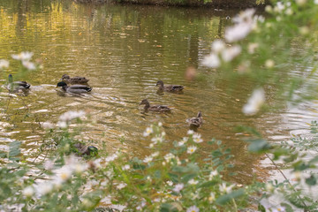 ducks swimming in a park pond on a spring afternoon with flowers in the foreground