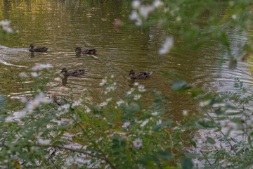 ducks swimming in a park pond on a spring afternoon with flowers in the foreground