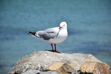 Seagull sitting on a rock enjoying the sun