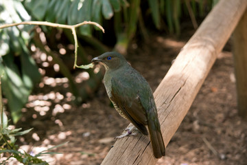satin bower bird