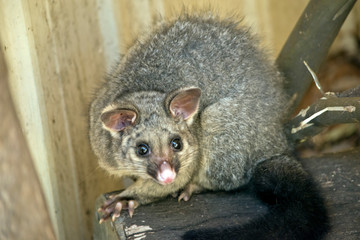 Common brushtail possum