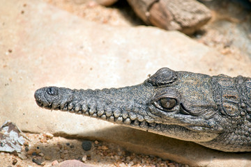 fresh water crocodile