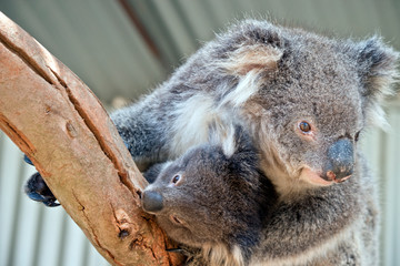 an Australian koala