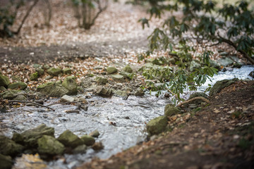 Woodland stream with stones