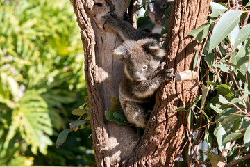 Obraz premium A joey Australian koala