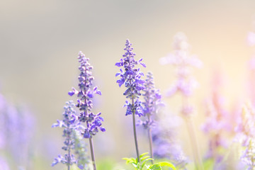 Blooming violet lavender flowers in sunny day