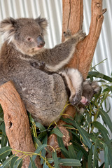 koala with joey