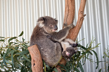 Obraz premium koala with joey