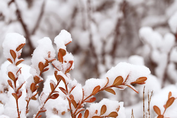 red leaves and branch in snow
