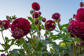 low angle shot of a group of red and magenta flowers in a garden against a clear blue sky on a spring afternoon